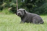 CANE CORSO 1301